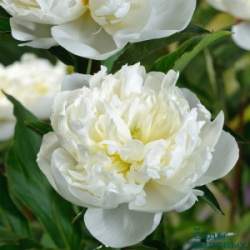paeonia-duchesse-de-nemours4-650x650
